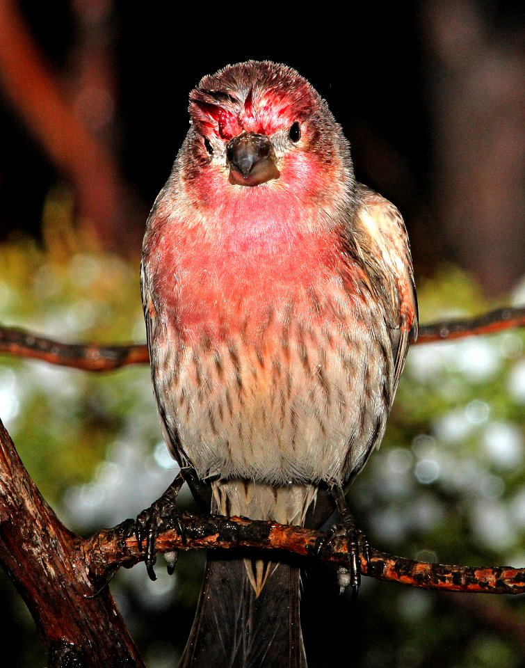 964 - HOUSE FINCH (12-4-2014) farmington, san juan co, nm -01