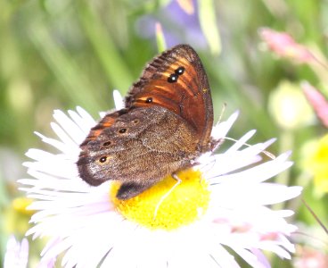 ALPINE, COMMON (Erebia epipsodea) (7-21-2015) 9600 ft, just n-e of slumgullion pass, hinsdale co, co (2)
