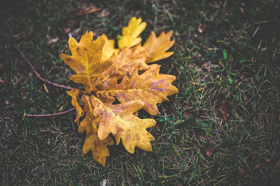 Leaves yellow orange