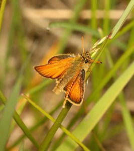 SKIPPER, EUROPEAN (Thymelicus lineola) (6-18-18) ferry co, wa-01