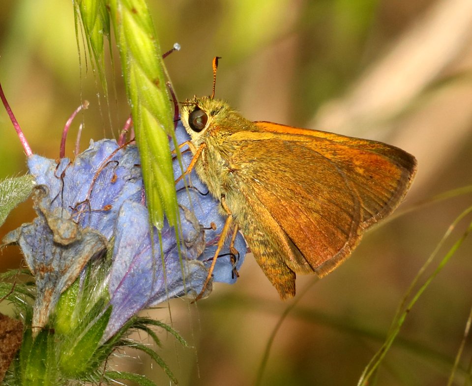 BROKEN-DASH, SOUTHERN (Wallengrania otho) (5-29-2018) pyatt access to crooked creek, marion co, ar -06