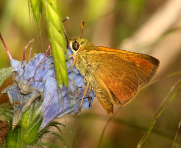 BROKEN-DASH, SOUTHERN (Wallengrania otho) (5-29-2018) pyatt access to crooked creek, marion co, ar -06