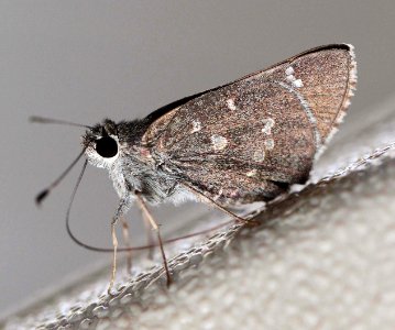 ROADSIDE-SKIPPER, ELISSA (Amblyscirtes elissa) (9-3-11) 78 circulo montana, patagonia lake ranch estates, scc, az   (1)
