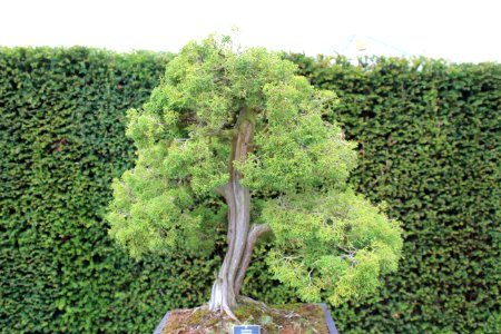 Bonsai Trees