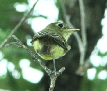 WESTERN FLYCATCHER (5-23-14) pena blanca lake, scc, az -01