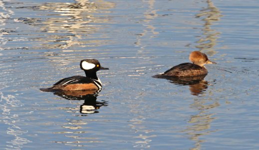 061 - HOODED MERGANSER (1-1-2018) winchester bay, douglas co, or -06