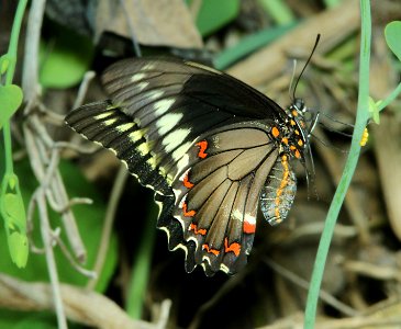 SWALLOWTAIL, POLYDAMUS (Battus polydamus) (5-11-14) faichild tropical gardens, miami-dade co, fl (4)