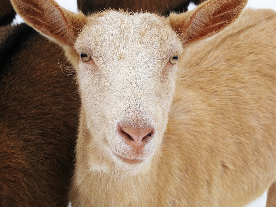 Flock of sheep nature lamb