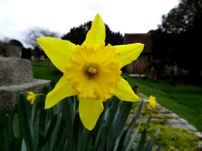 SPRING