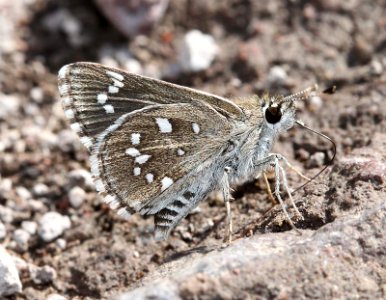 ROADSIDE-SKIPPER, DOTTED (Amblyscirtes eos) (8-30-11) bog hole, scc, az  (1)