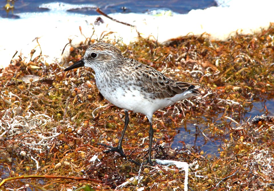 311 - SEMIPALMATED SANDPIPER (5-7-14) boca chica key, monroe co, fl -04