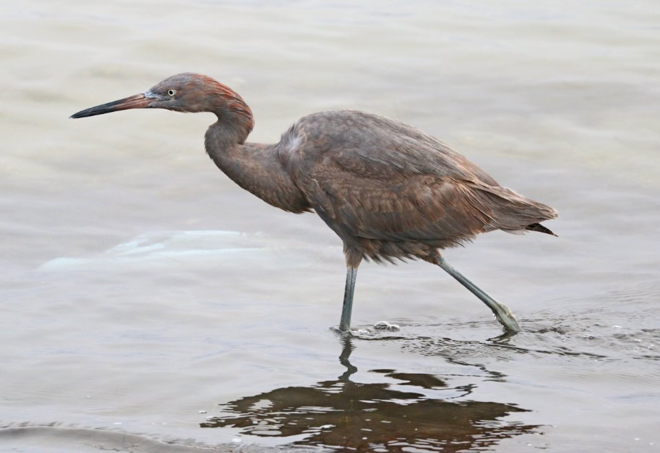 191 - REDDISH EGRET (1-11-2018) first year, attu st, coronado, san diego co, ca -01 (6)