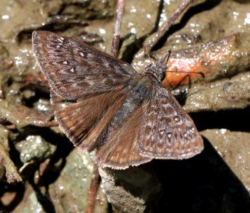 DUSKYWING, PROPERTIUS (Erynnis propertius) (6-17-12) fem, cook and green pass area, siskiyou co, ca   (1)