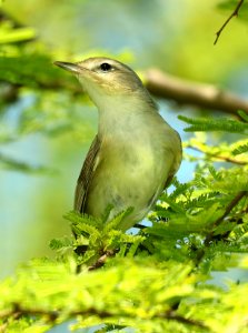 628 - WARBLING VIREO (4-26-2019) convention center, south padre island, cameron co, tx -01