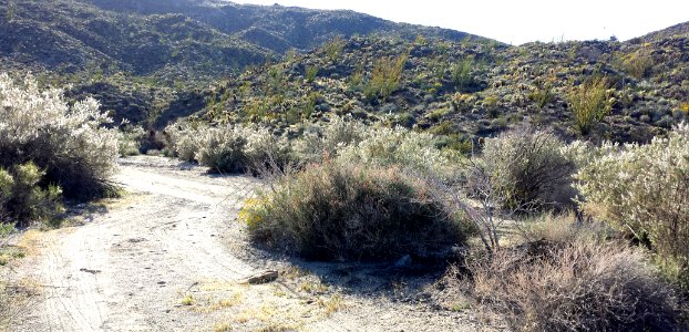 CA 2500 ANZA BORREGO (3-26-2016) plum wash, anza-borrego state park, san diego co, ca -01 photo