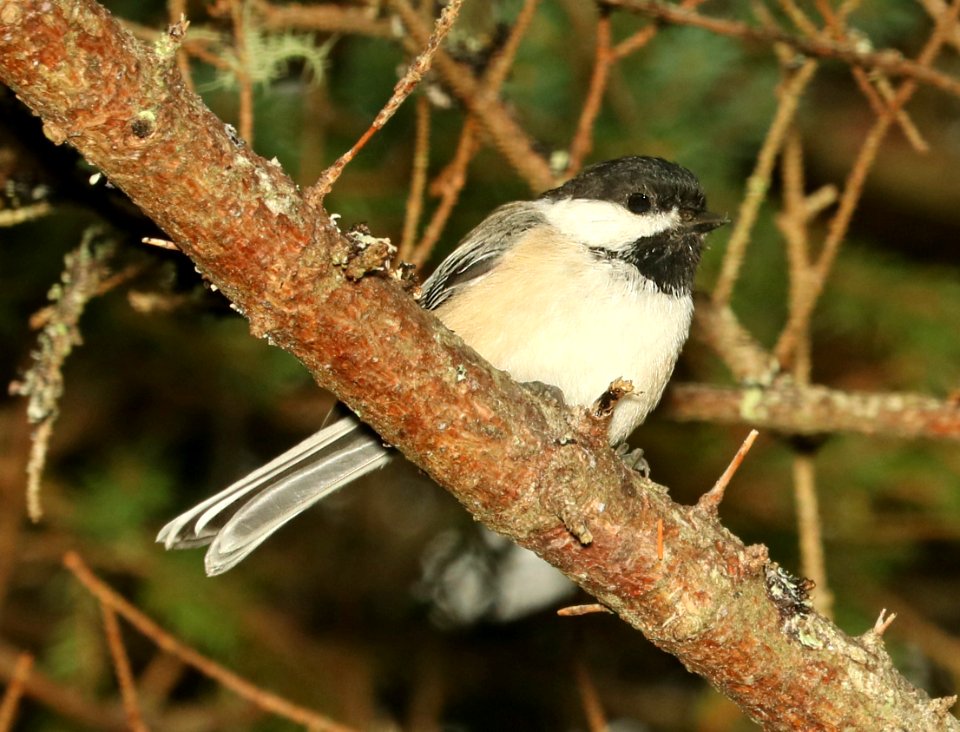 672 - BLACK-CAPPED CHICKADEE (9-18-2018) hancock co, maine