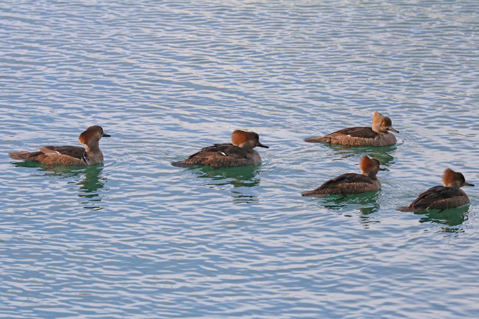 061 - HOODED MERGANSER (12-31-2017) yaquina bay, newport, lincoln co, or -03