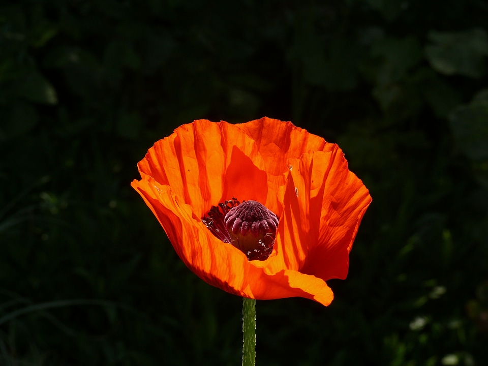 Spring poppy spring garden