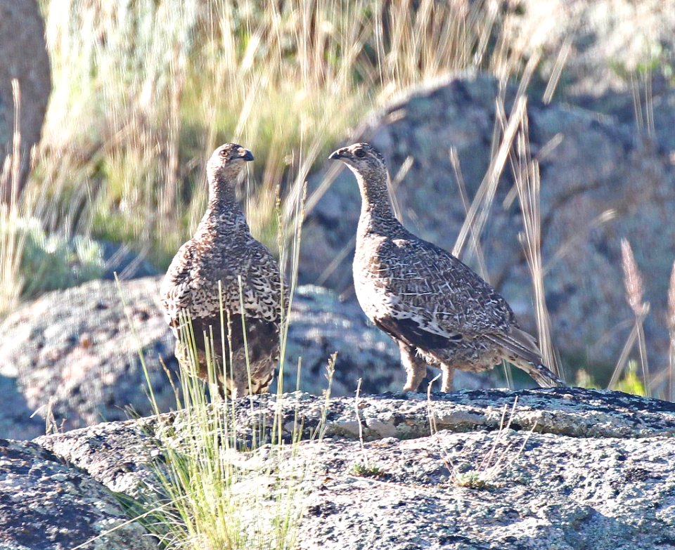 079 - GUNNISON SAGE GROUSE (7-22-2015) rte 38, south of gunnison, gunnison co, co -04