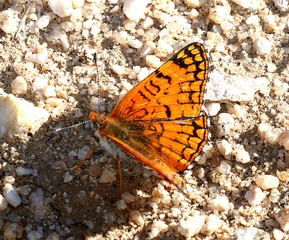 CHECKERSPOT, SAGEBRUSH (Chlosyne acastus neumoegeni)(3-11-2016) mojave form, granite peak, san bernadino co, ca (3)