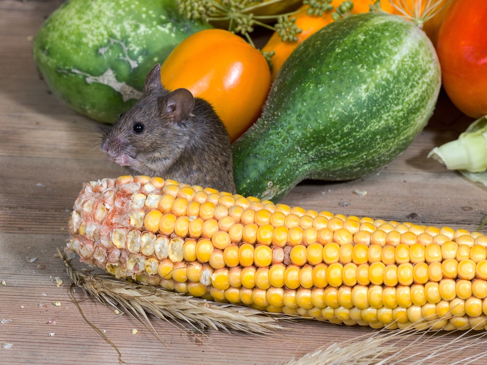 Mice corn on the cob wild