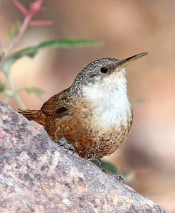 691 - CANYON WREN (5-5-2015) upper humboldt cyn, patagonia mts, santa cruz co, az -12