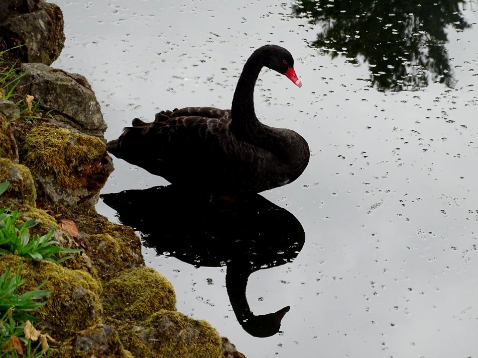 Black Swan Reflection