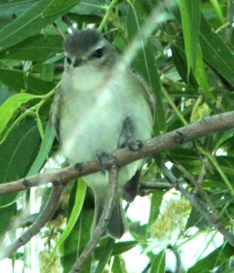 possible PHILADELPHIA VIREO (5-23-14) pena blanca lake, scc, az -02