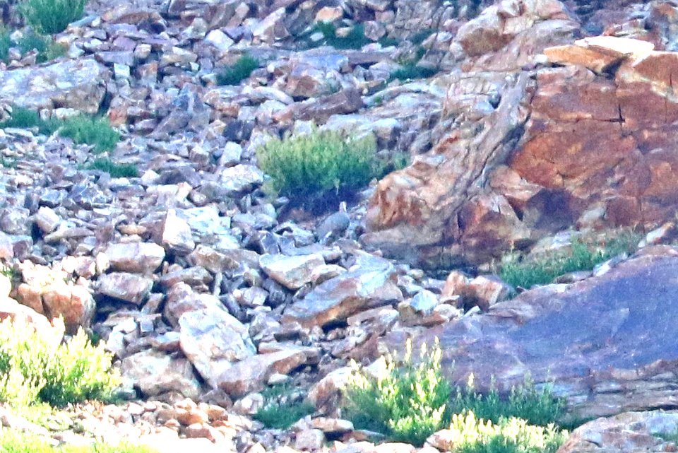 072 - HIMALAYAN SNOWCOCK (8-1-2016) 10,000 ft,, ruby mts., elko co, nv -05