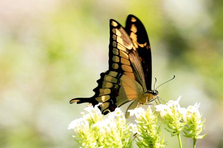 Fiz esta foto com lente 400 mm canon.Specie?.Flower? photo