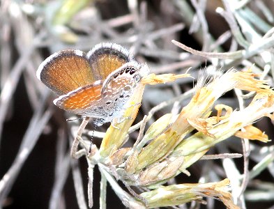 PYGMY-BLUE, WESTERN (Brephidium exile) (11-22-2014) las cienegas national conservation area, pima county, az -02