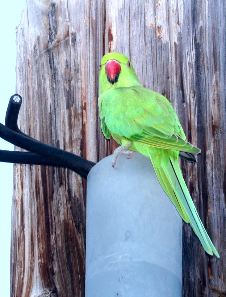 ROSE-RINGED PARAKEET (9-17-2017) oahu cemetary, honolulu co, oahu, hawaii -06