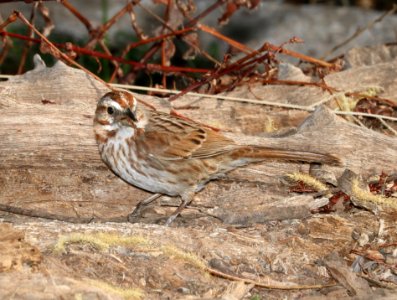892 - SONG SPARROW (3-16-2017) patagonia lake, santa cruz co, az -01