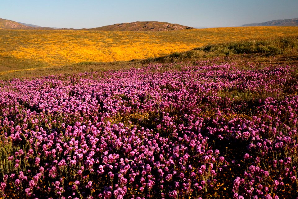 PADRONNES SPRINGS ROAD AREA, Carrizo Plain National Monument, San Luis Obispo Co, CA (4-9-2019) -14b