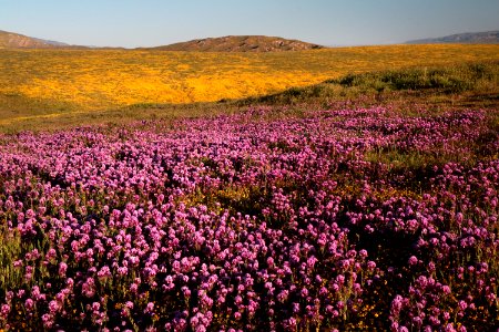 PADRONNES SPRINGS ROAD AREA, Carrizo Plain National Monument, San Luis Obispo Co, CA (4-9-2019) -14b