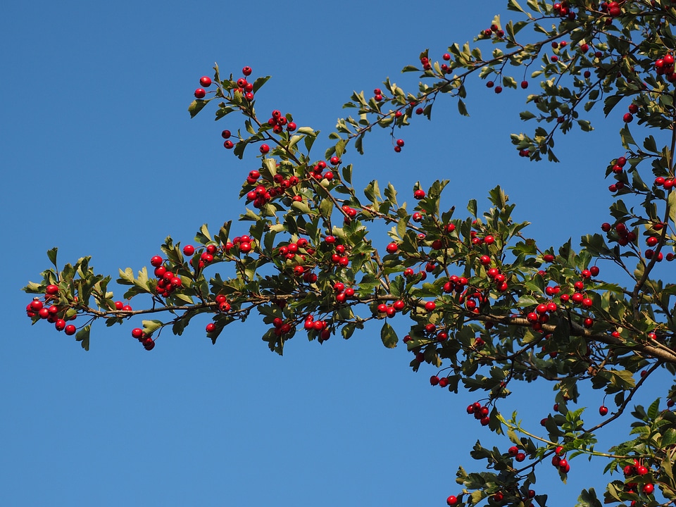 Eingriffeliger hawthorn bush hedge