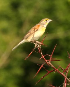 927 - DICKCISSEL (5-28-2018) rick evans prairie w m a, hemstead co, ar -01 (2)