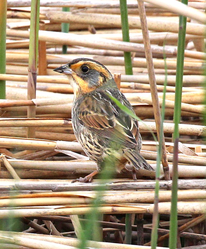 889 - SALTMARSH SPARROW (5-26-2015) rye, rockingham co, nh -02a