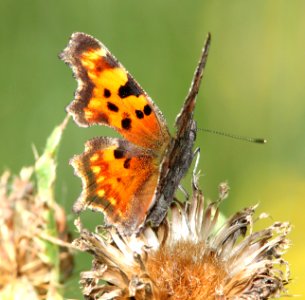 COMMA, HOARY (Polygonia gracilis) (8-26-12) 10,000 ft, south of dolores peak, dolores co, co   (1)