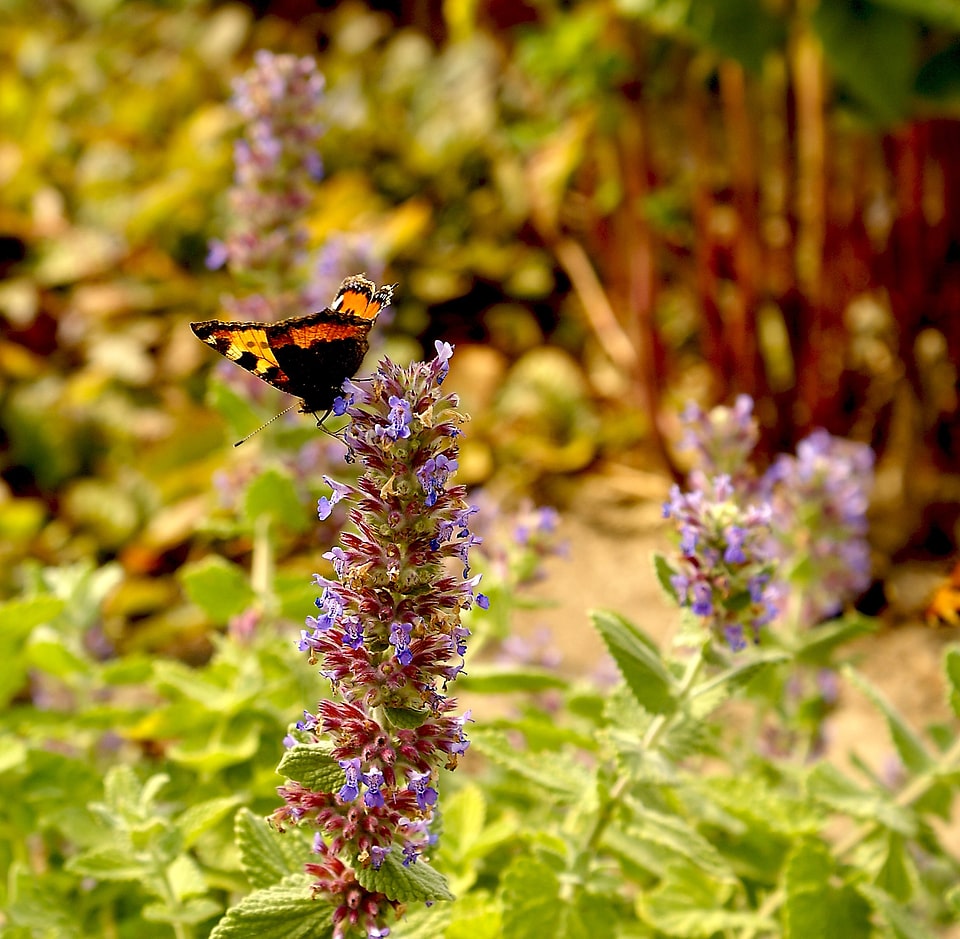 Nature insect summer