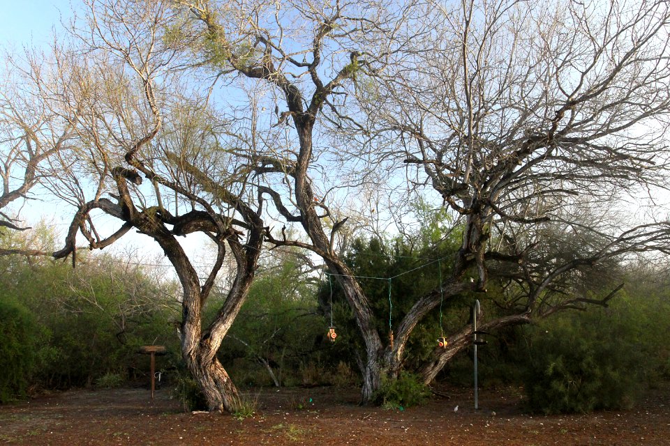 BENTSEN-RIO GRANDE STATE PARK, one of the many feeder stations