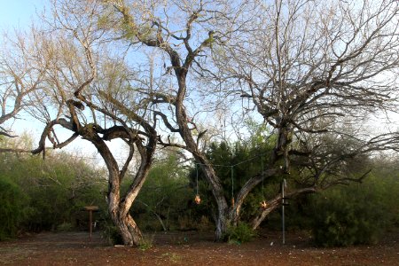 BENTSEN-RIO GRANDE STATE PARK, one of the many feeder stations