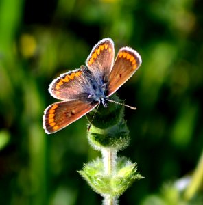 Morena serrana  (Aricia agestis)