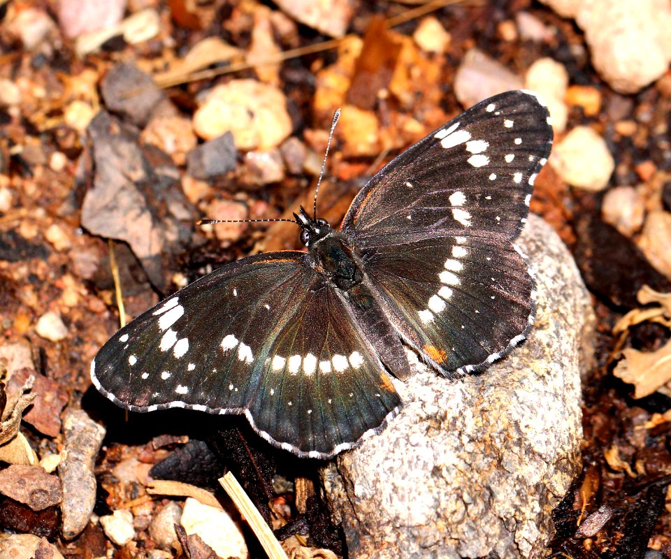 PATCH, BORDERED (Chlosyne lacinia) (5-1-13) humboldt cyn, scc, az  (1)