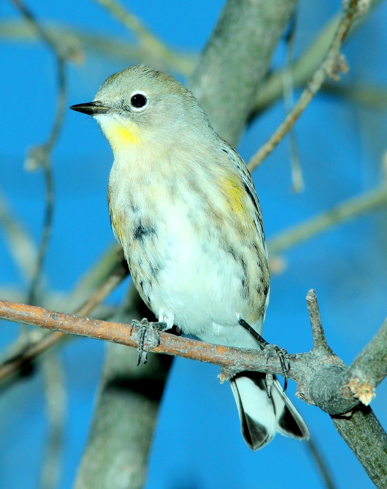 835 - YELLOW-RUMPED WARBLER (10-19-2014) patagonia lake, santa cruz co, az -01