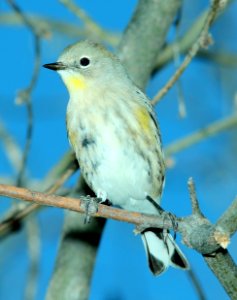 835 - YELLOW-RUMPED WARBLER (10-19-2014) patagonia lake, santa cruz co, az -01
