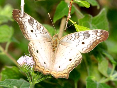 PEACOCK, WHITE (Anartia jatrophae) (1-10-09) frontera audubon, weslaco, tx  (1)