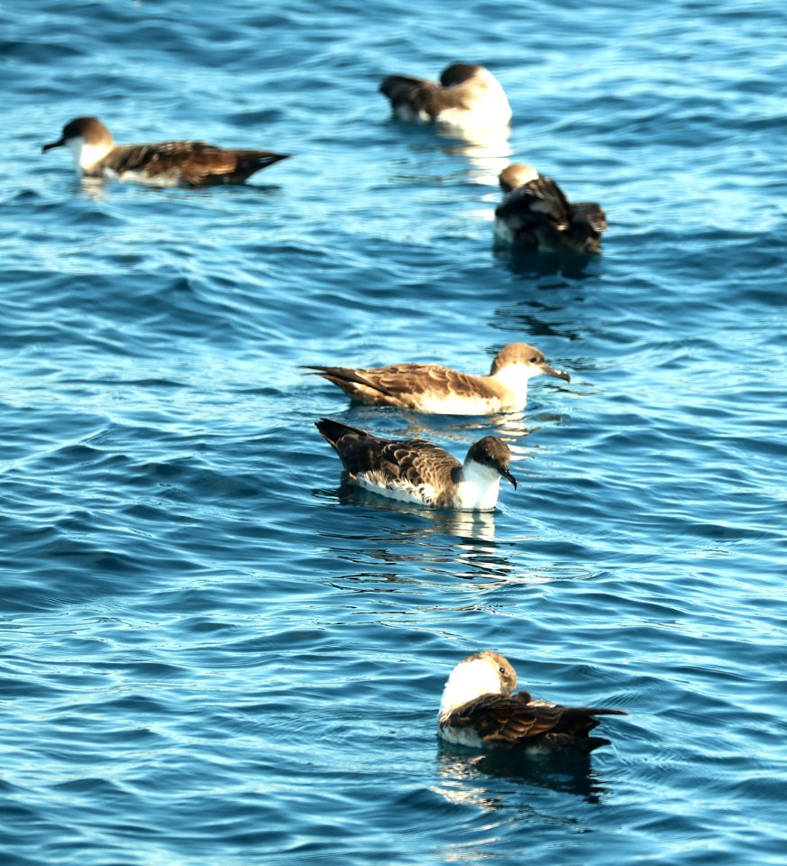 131 - GREAT SHEARWATER (9-15-2918) MAS pelagic trip, out of bar harbor, me -01b