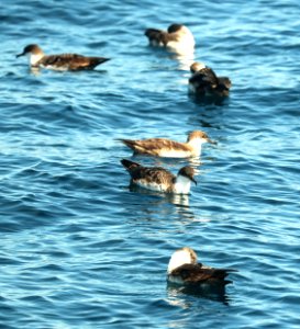 131 - GREAT SHEARWATER (9-15-2918) MAS pelagic trip, out of bar harbor, me -01b