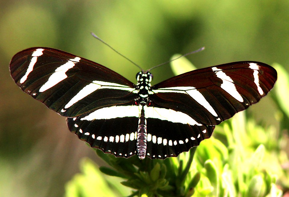 HELICONIAN, ZEBRA (Heliconius charithonia) (3-8-13) key west, monroe co, fl  (2)